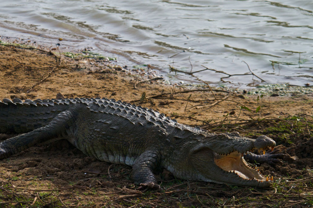 Crocodylus palustris صارم تراول کارگزار تور گروهی سریلانکا SAREM TRAVEL حیات وحش