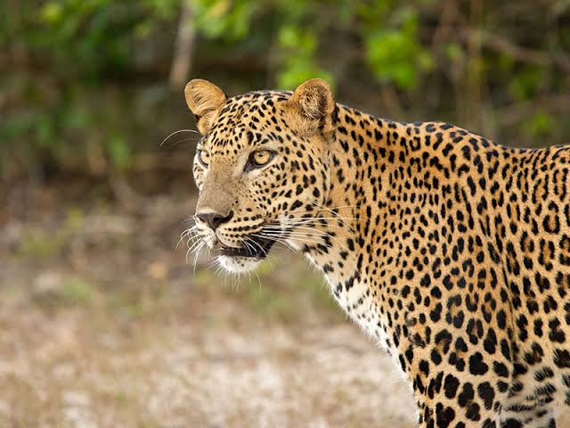 Crocodylus palustris صارم تراول کارگزار تور گروهی سریلانکا SAREM TRAVEL حیات وحش panthera pardus kotiya sri lanka