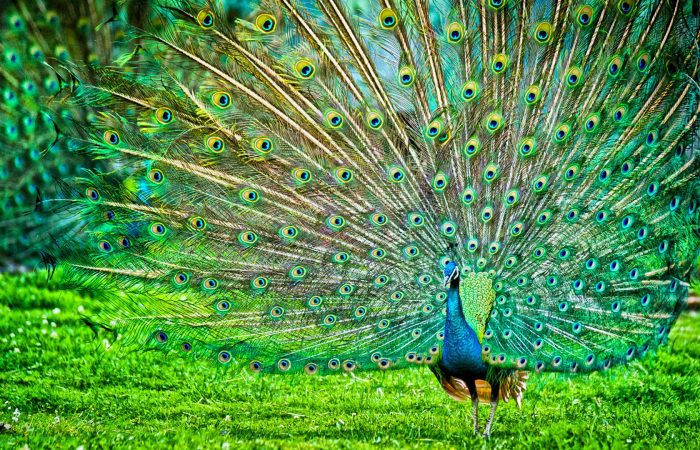 wildlife_13